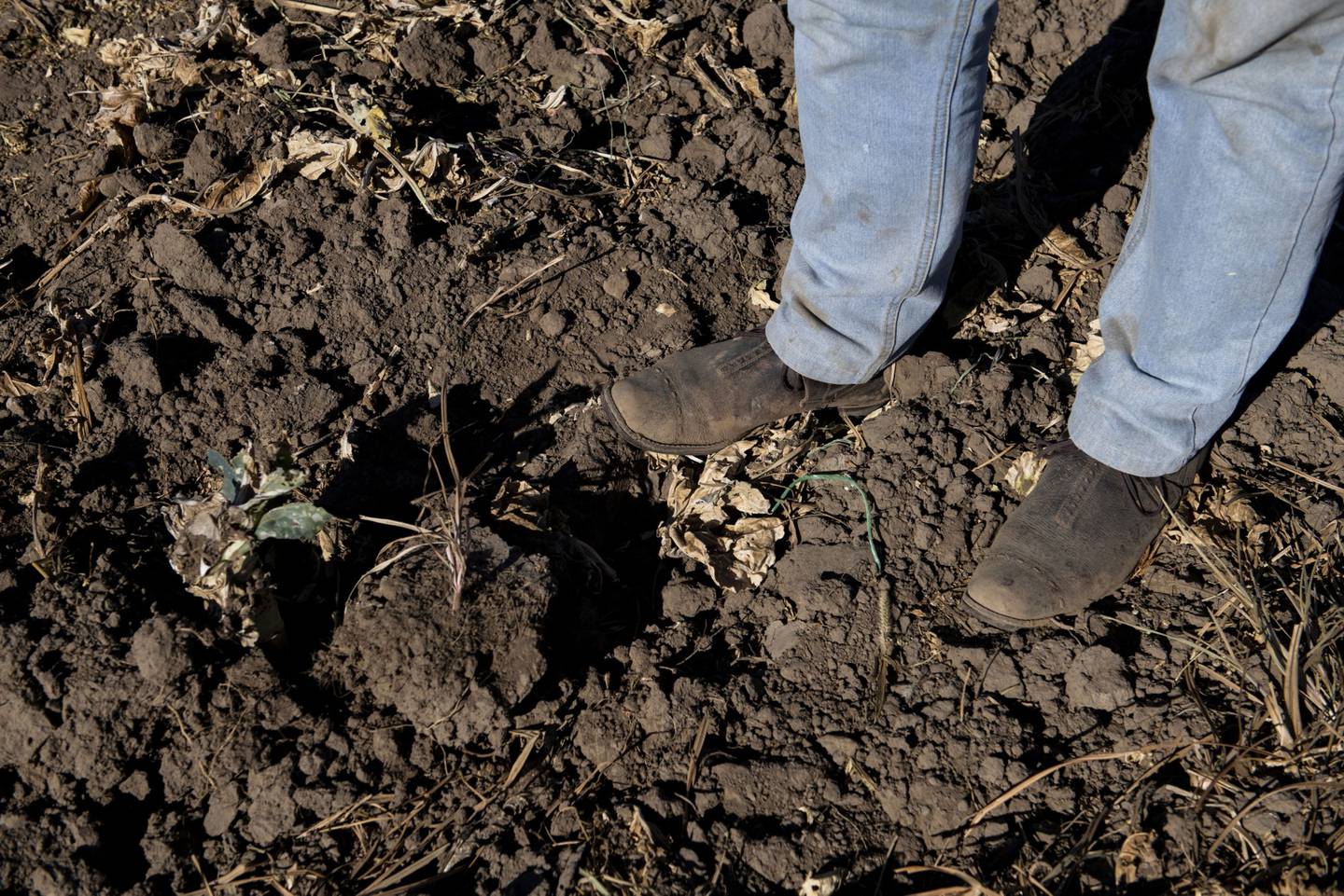 Un agricultor se encuentra sobre un cultivo muerto en un campo en Maule, febrero 2020.dfd