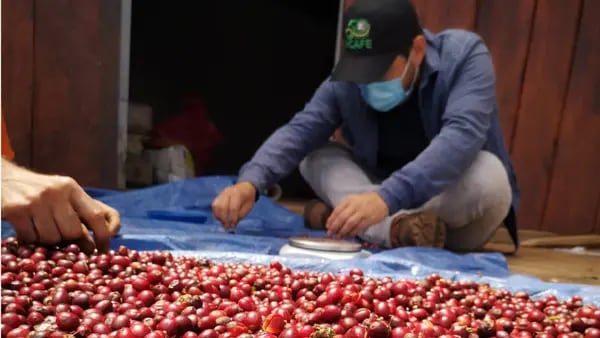Honduras exonera del impuesto sobre la venta al café como producto de consumo populardfd