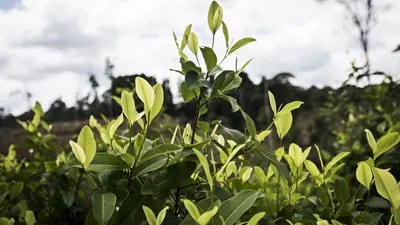 Campos de coca crecen en Colombia. Fotógrafo: Nicolo Filippo Rosso/Bloomberg