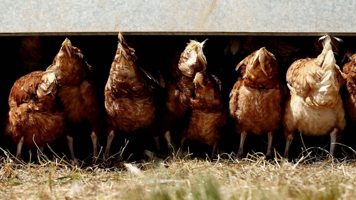 Gripe aviar que puede infectar a humanos se detecta por primera vez en Namibia