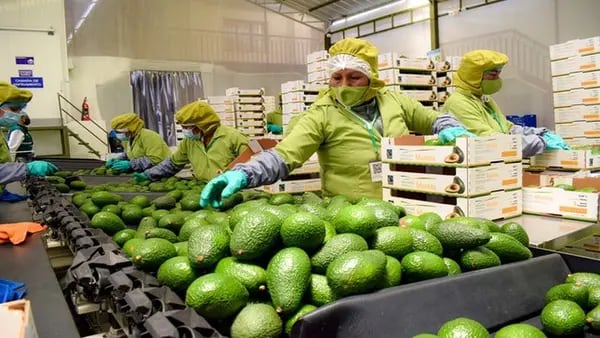 Perú venderá paltas a Malasia y el país se convierte en segundo exportador mundialdfd