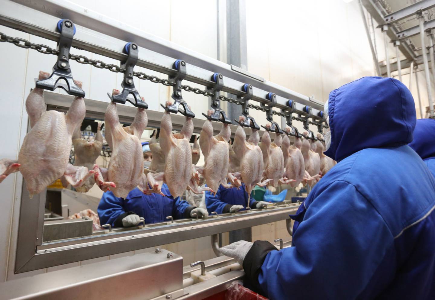 Guerra na Ucrânia eleva demanda e preços de exportação do frango