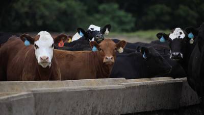Prices for Young Cattle Are Soaring, Signaling Expensive Beef dfd
