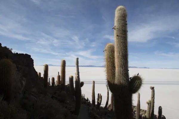 Cactus crecen en la Isla Incahuasi en el Salar de Uyuni en Potosí, Bolivia, el martes 10 de diciembre de 2019.