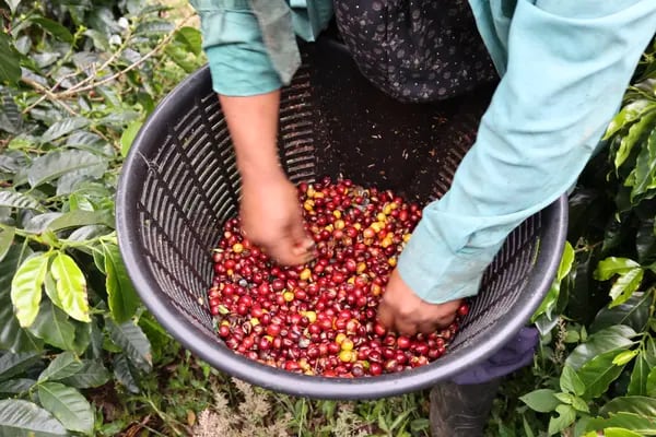 Panamá conserva su lugar entre las preferencias de los tomadores asiáticos de café especial.