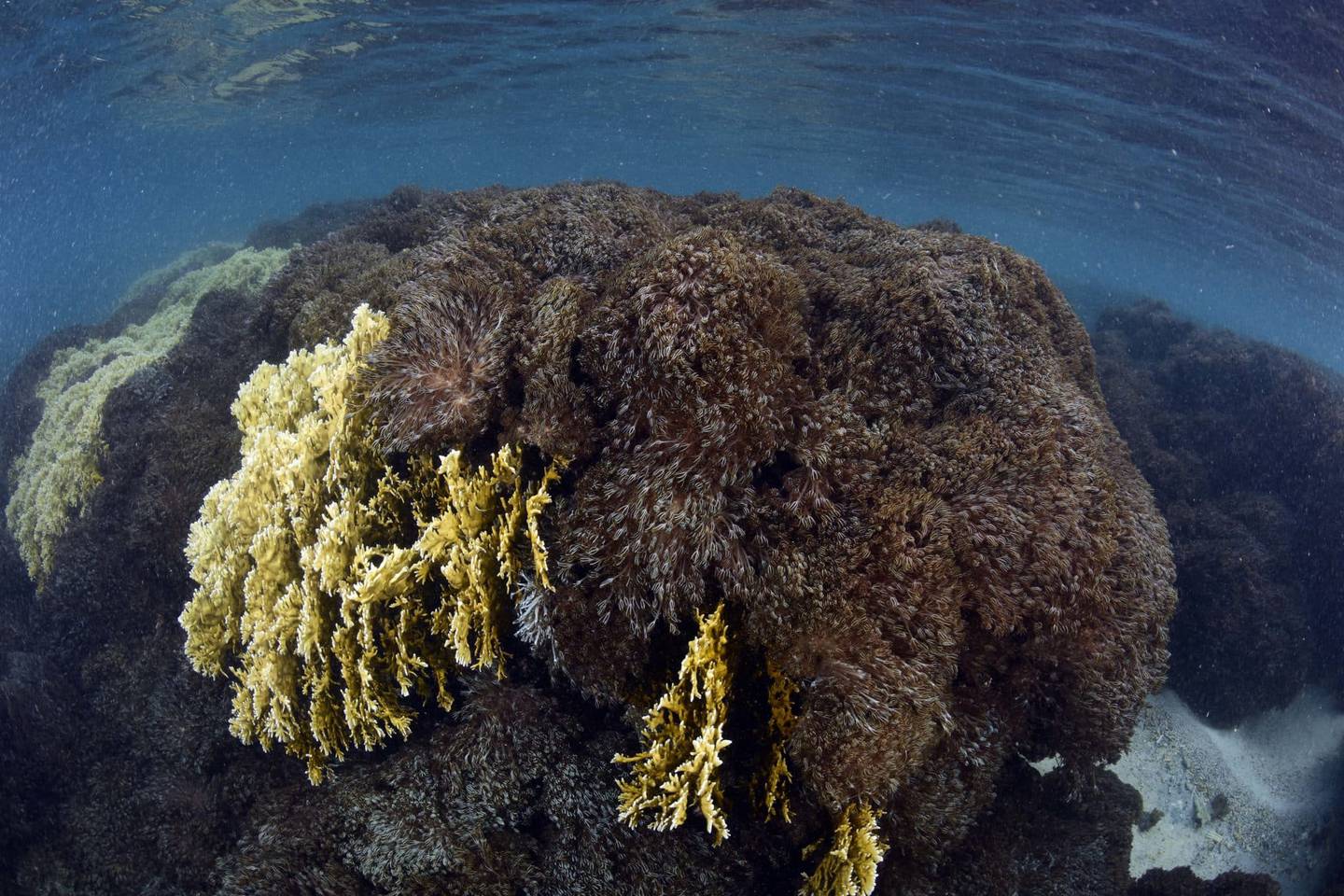 Unomia Coral puts Venezuelan coastline at risk.