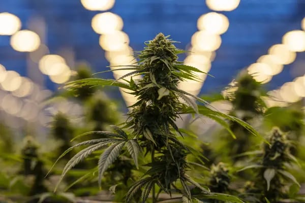 Las plantas de cannabis crecen en un invernadero en una instalación en Canadá. Fotógrafo: Chris Roussakis/Bloomberg