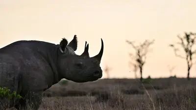 Um rinoceronte negro na reserva de ol-Pejeta perto do Monte Quênia