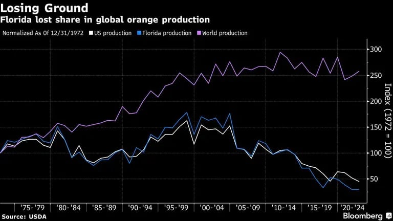 Florida pierde cuota en la producción mundial de naranjasdfd