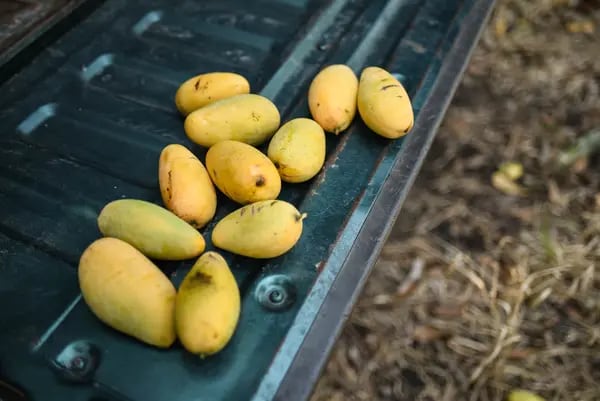 Entre las variedades de mango sembradas en Colombia predomina el de hilacha (39 %), Tommy (20 %), Keitt (10 %), Yulima (10 %) y de azúcar (5 %).