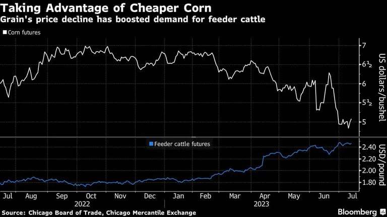La caída del precio del grano ha impulsado la demanda de ganado de engordedfd