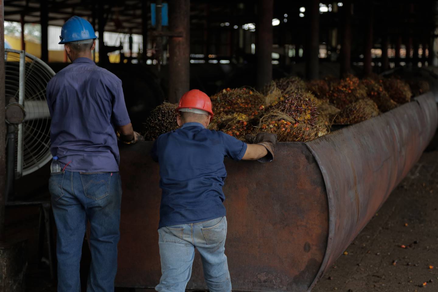 Trabajadores en las plantaciones de Corozo en Maracaibo, Venezuela / Foto José Ángel Núñezdfd