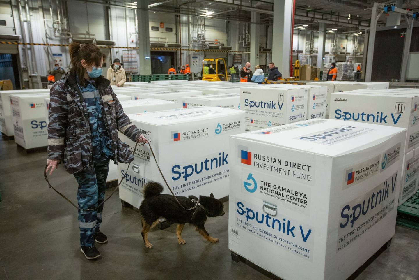 An employee handles a sniffer dog during a check on boxes of the Sputnik V COVID-19 vaccine, developed by the Gamaleya National Research Center for Epidemiology and Microbiology and the Russian Direct Investment Fund (RDIF), at the cargo terminal at Sheremetyevo International Airport OAO in Moscow, Russia, on Thursday, Feb. 11, 2021. Montenegro and St. Vincent and the Grenadines approved Russian-developed vaccine for use, bringing total number of countries that have authorized it to 26, Russian Direct Investment Fund says in statement. Photographer: Andrey Rudakov/Bloombergdfd