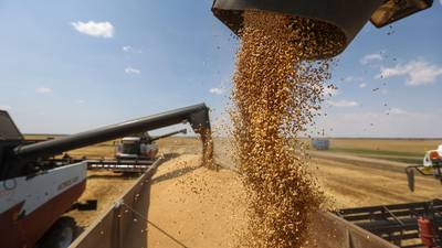 Aumento de taxas de frete sobrecarrega importadores de grãosdfd
