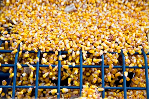 Redução no fornecimento para o principal importador de milho poderia pesar ainda mais sobre os preços globais