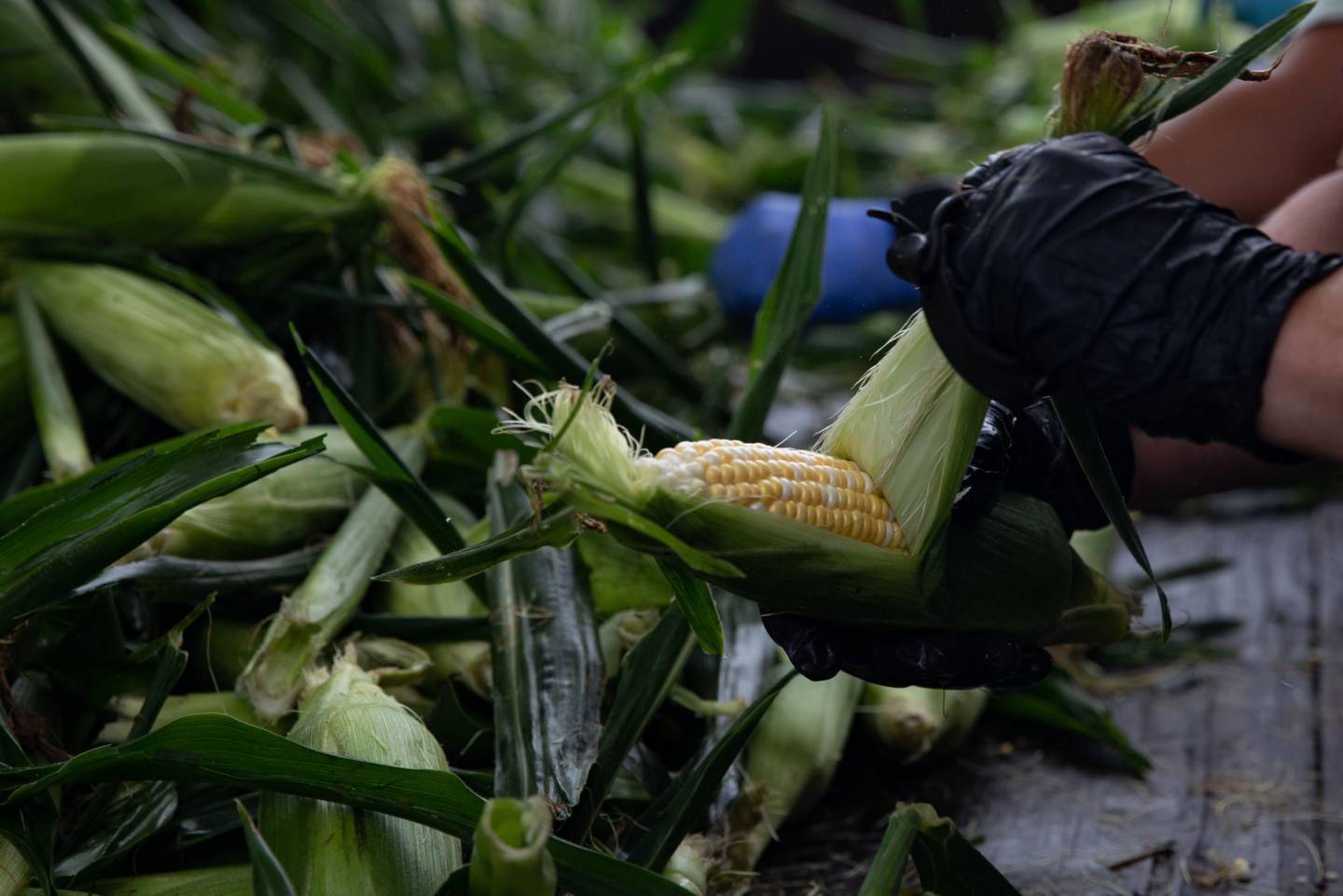 Un trabajador en una granja en Lansing, Michigan, EE.UU., el jueves 12 de agosto de 2021. Los precios del maíz subieron después de que un informe de EE.UU. recortara las estimaciones de los rendimientos, haciendo caer las perspectivas de producción de esta temporada.
