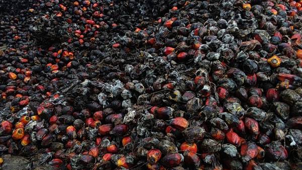 Las palmas de corozo en Venezuela, una cosecha que se seca con las importacionesdfd