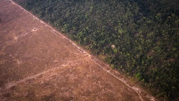 Selva amazónica se destruye hoy a ritmo más rápido en 15 añosdfd