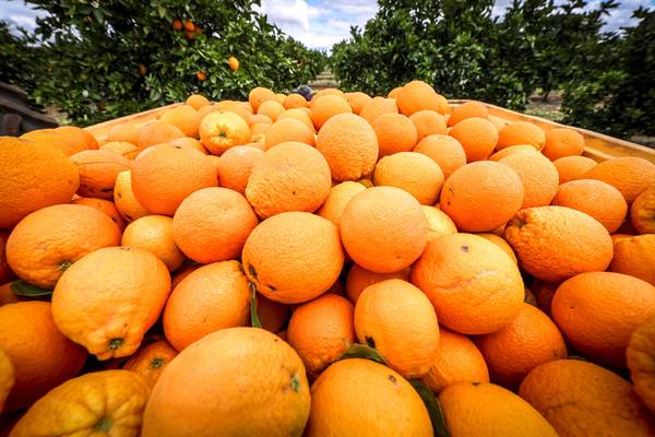 Futuros del jugo de naranja repuntan por caída en cosechas a niveles de la Gran Depresióndfd