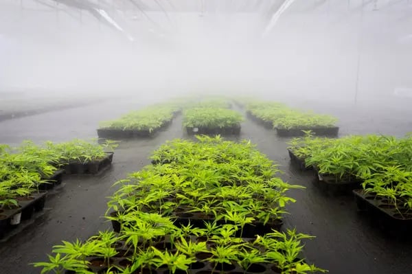 Las plantas de marihuana crecen en las instalaciones de PharmaCielo Ltd. en Rionegro, Colombia, el jueves 26 de abril de 2018.