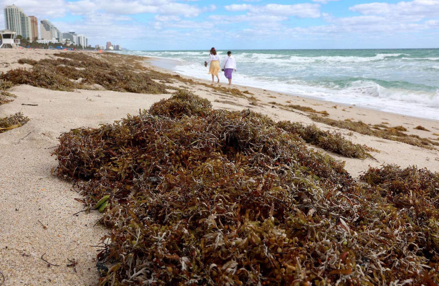 Bañistas caminan junto a las algas marinas que llegaron a la costa el 16 de marzo de 2023 en Fort Lauderdale, Florida.