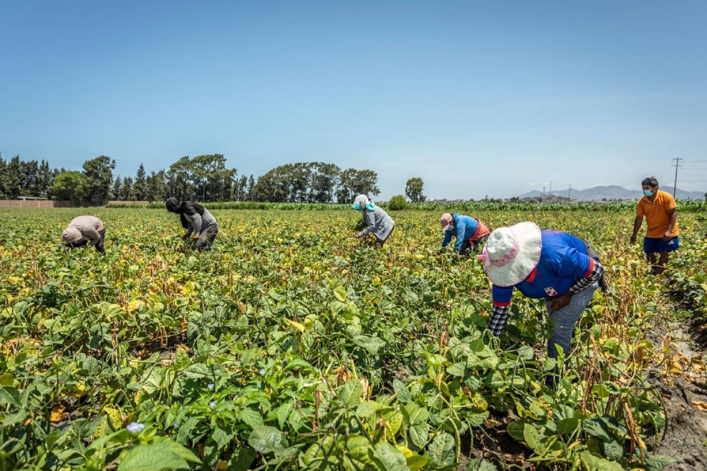 Segunda reforma agraria: Castillo anuncia ajuste de franja de precios en sector agro.dfd
