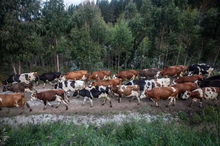 Las vacas lecheras son conducidas al campo para pastar en una granja de España.dfd
