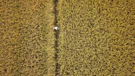 Cambio climático borraría zonas aptas para cultivo de arroz en Colombia