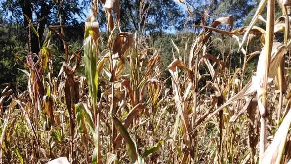 Sequía en Bolivia afecta a la mayoría de municipios del país y ya hay racionamientodfd