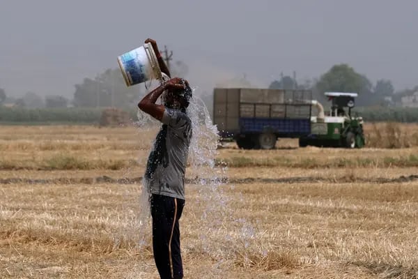 Un agricultor se echa agua mientras trabaja en una granja de trigo en el distrito de Ludhiana de Punjab, India, el domingo 1 de mayo de 2022.