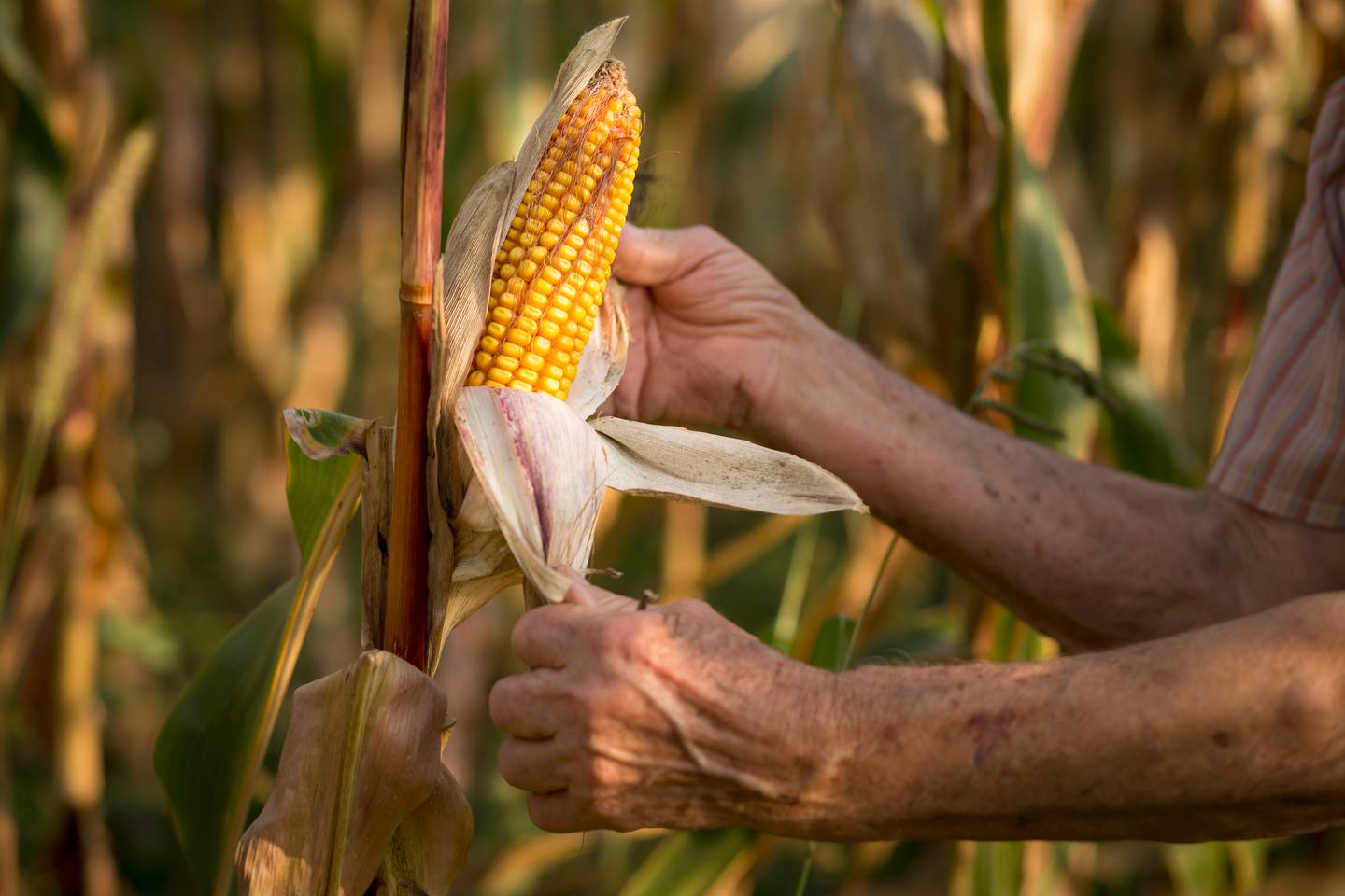 Last year, 142,975 hectares of GM corn was planted, a year-on-year increase of 31%.dfd