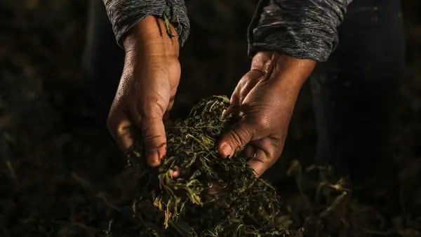 Ropa colombiana fabricada con fibra de cáñamo de cannabis irrumpe en EE.UU.dfd