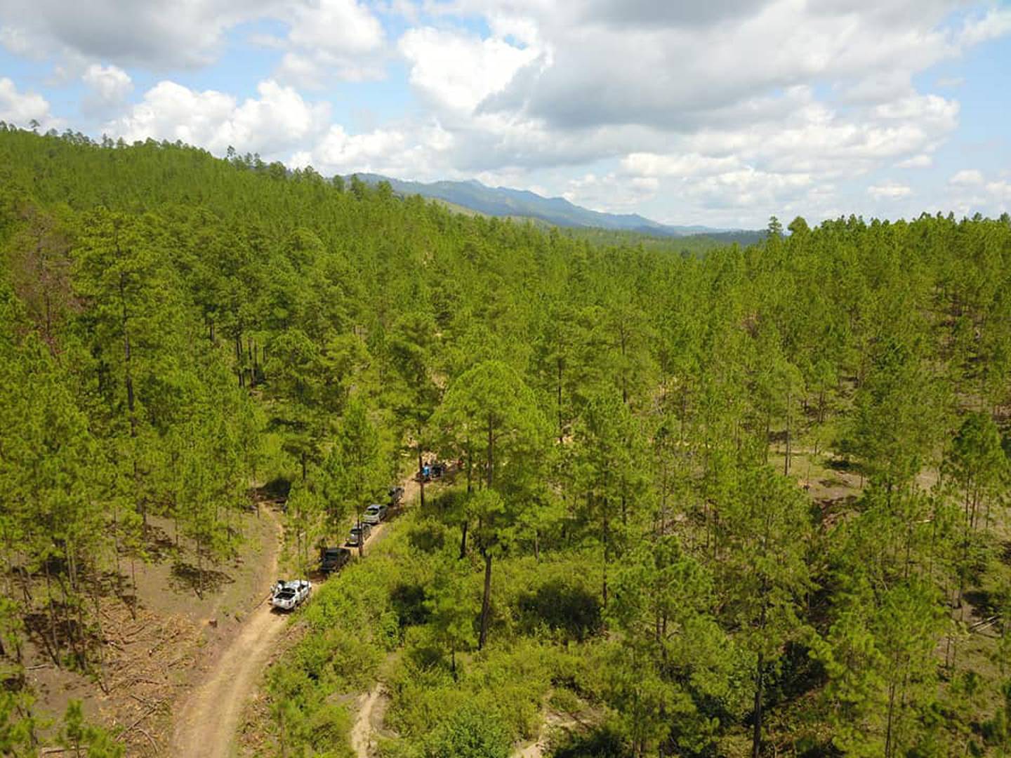 La panorámica de un bosque bajo manejo forestal intensivo en Francisco Morazán, Honduras.