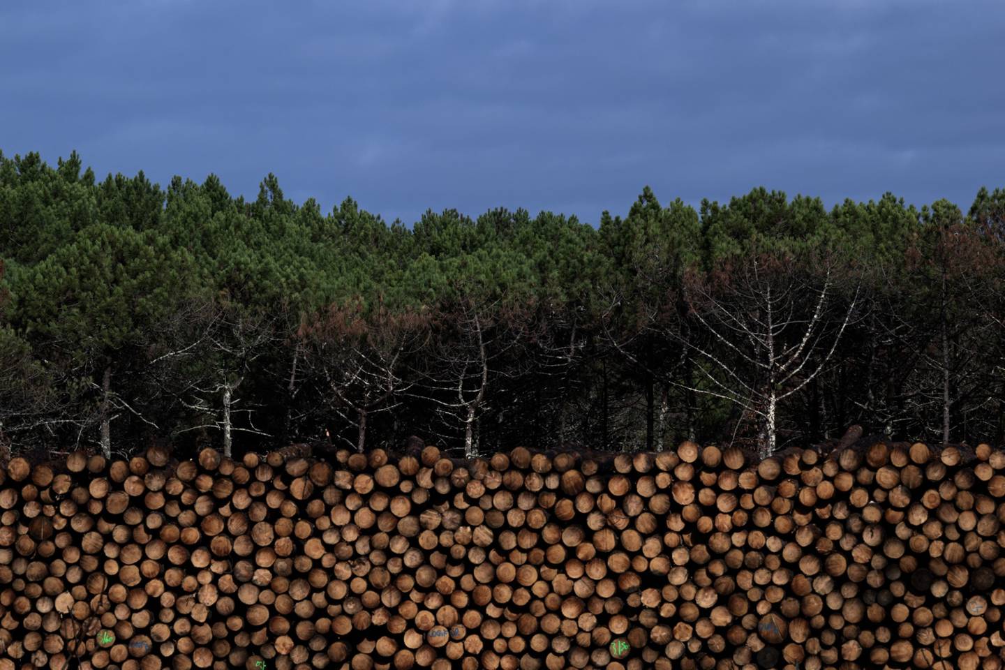 Esta fotografía tomada el 27 de septiembre de 2022 muestra troncos apilados de un bosque afectado por recientes incendios forestales, cerca de La Teste-de-Buch, suroeste de Francia. Fotógrafo: Philippe Lopez/AFP/Getty Images