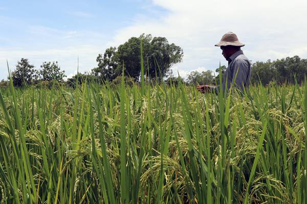 Sequía amenaza el plato preferido de los panameños: el arrozdfd
