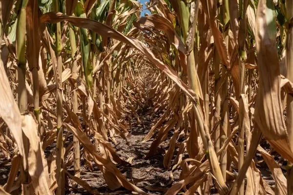 La cosecha de soja y maíz será la más baja de la última década Photographer: Anita Pouchard Serra/Bloomberg
