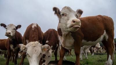Frigorífico uruguaio aposta em carne bovina neutra em carbonodfd