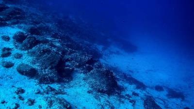 Criaturas misteriosas do fundo do mar podem combater mudança climáticadfd