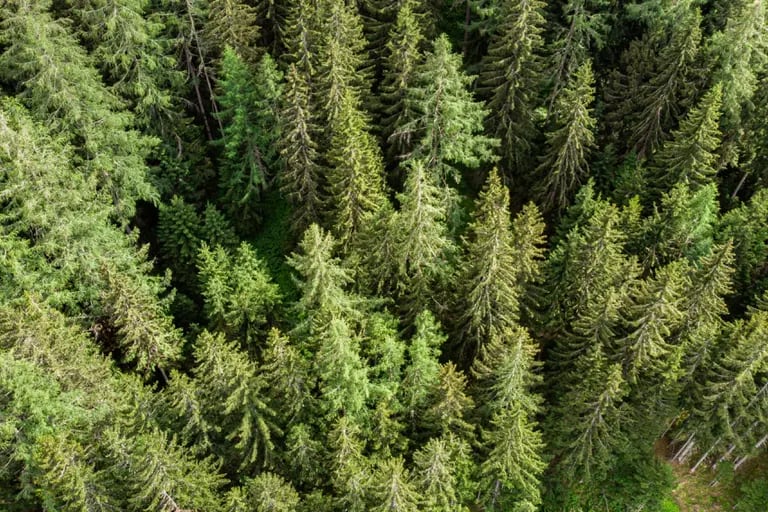 Bosque aplino en Austriadfd