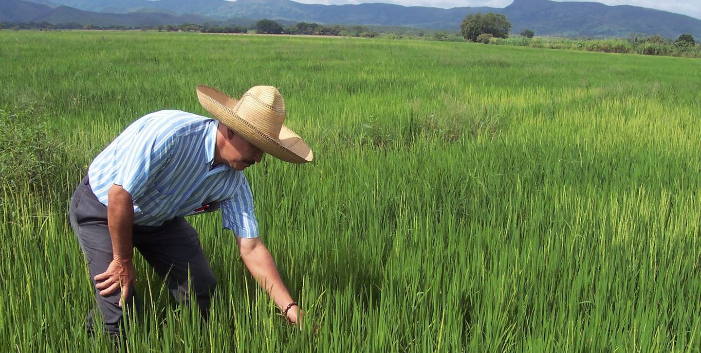Una de las medidas que se oficializará en los próximos días es un apoyo económico directo para productores que adquieran fertilizantes de cara a la campaña agrícola 2022-2023.