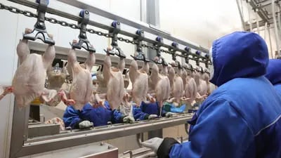 Arábia Saudita, segundo maior cliente da indústria de frango do Brasil, propôs reduzir o prazo de validade do produto congelado importado para apenas três meses. Felizmente, decisão não foi adiante