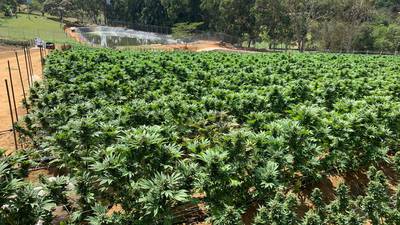 Colombia exportó por primera vez en la historia flor seca de cannabisdfd