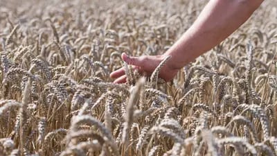 Contratos futuros de trigo passaram de US$ 10 por bushel pela primeira vez em mais de uma década