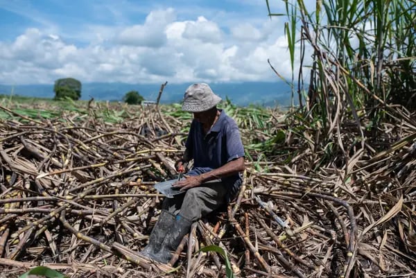 Un trabajador durante una cosecha de caña de azúcar en Obando, Departamento del Valle del Cauca, Colombia, el miércoles 3 de agosto de 2022.