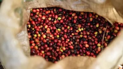 Granos de café en un saco después de la cosecha. Fotógrafo: Héctor Quintanar / Bloomberg