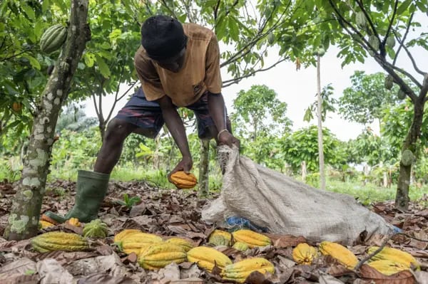 Un trabajador recoge en un saco las vainas de cacao cortadas de los árboles en una granja de Azaguie, Costa de Marfil, el viernes 18 de noviembre de 2022.
