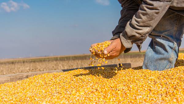 ¿Cómo es que el contrabando está salvando el déficit de maíz en Bolivia?  dfd