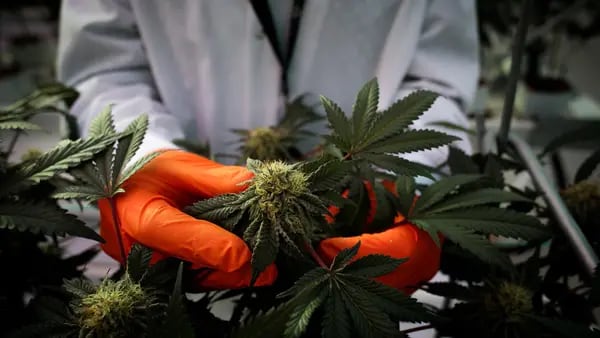 Las existencias de marihuana se agotan a medida que languidecen los esfuerzos de legalización de EE. UU.dfd