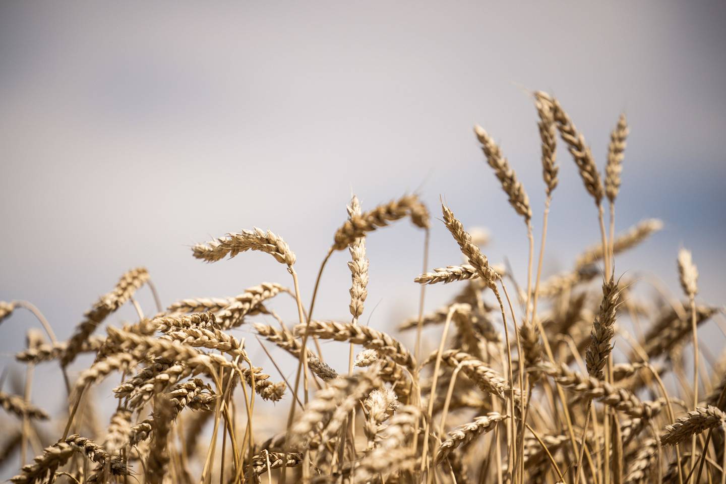 Espigas de trigo en una granja operada por Lajoskomarom Gyozelem Kft en Lajoskomarom, Hungría, el lunes 11 de julio de 2022.  Fotógrafo: Akos Stiller/Bloomberg
