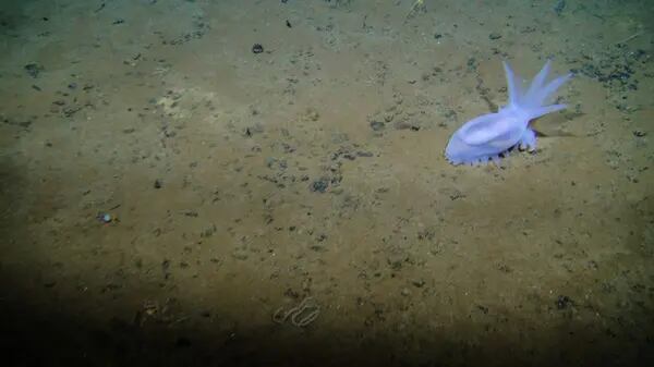 A sea cucumber moves among polymetallic nodules in the Pacific Ocean’s Clarion-Clipperton Zone.